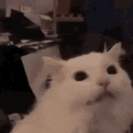 lCaTl